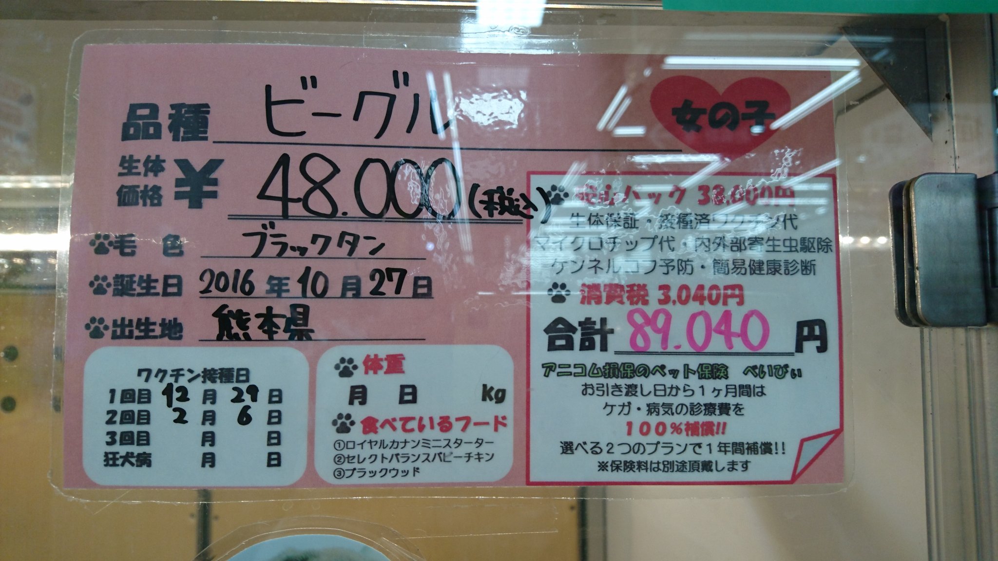 Twitter এ ペットショップ ディスワン若葉台店 本日ビーグルの女の子が姉妹店からお引っ越ししてきました ビーグルはあの有名なアニメの キャラクターのモデルだとか ビーグル アニメ スヌーピー ペットショップ ディスワン ユニディ 若葉台店