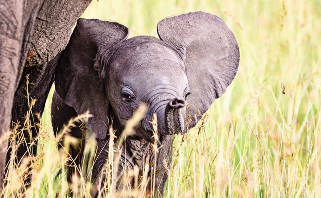 elephantsdc's tweet photo. Wish upon a star π«π
May people remember to #honor
#Elephants & cause them no harm death or destruction π¦
#DeclareLiberty from #ivory trade π https://t.co/Kop64C6sBG