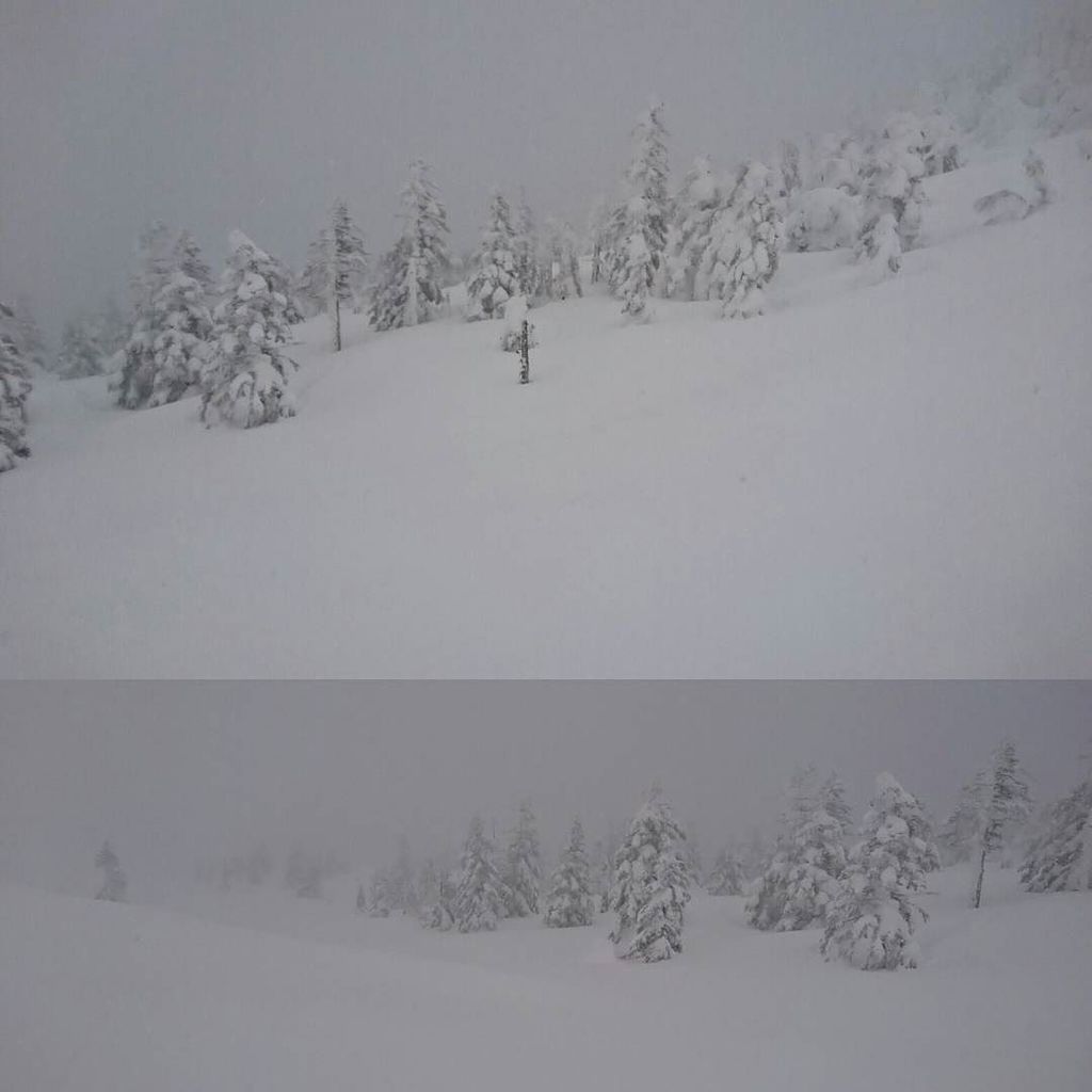tsurugicat's tweet photo. 八甲田BC チョロ沢は面ツルのディープパウダー! #ski #snowboad #hakkouda #backcountry https://t.co/1ndwMnJCdU https://t.co/1vBJ94YhdC