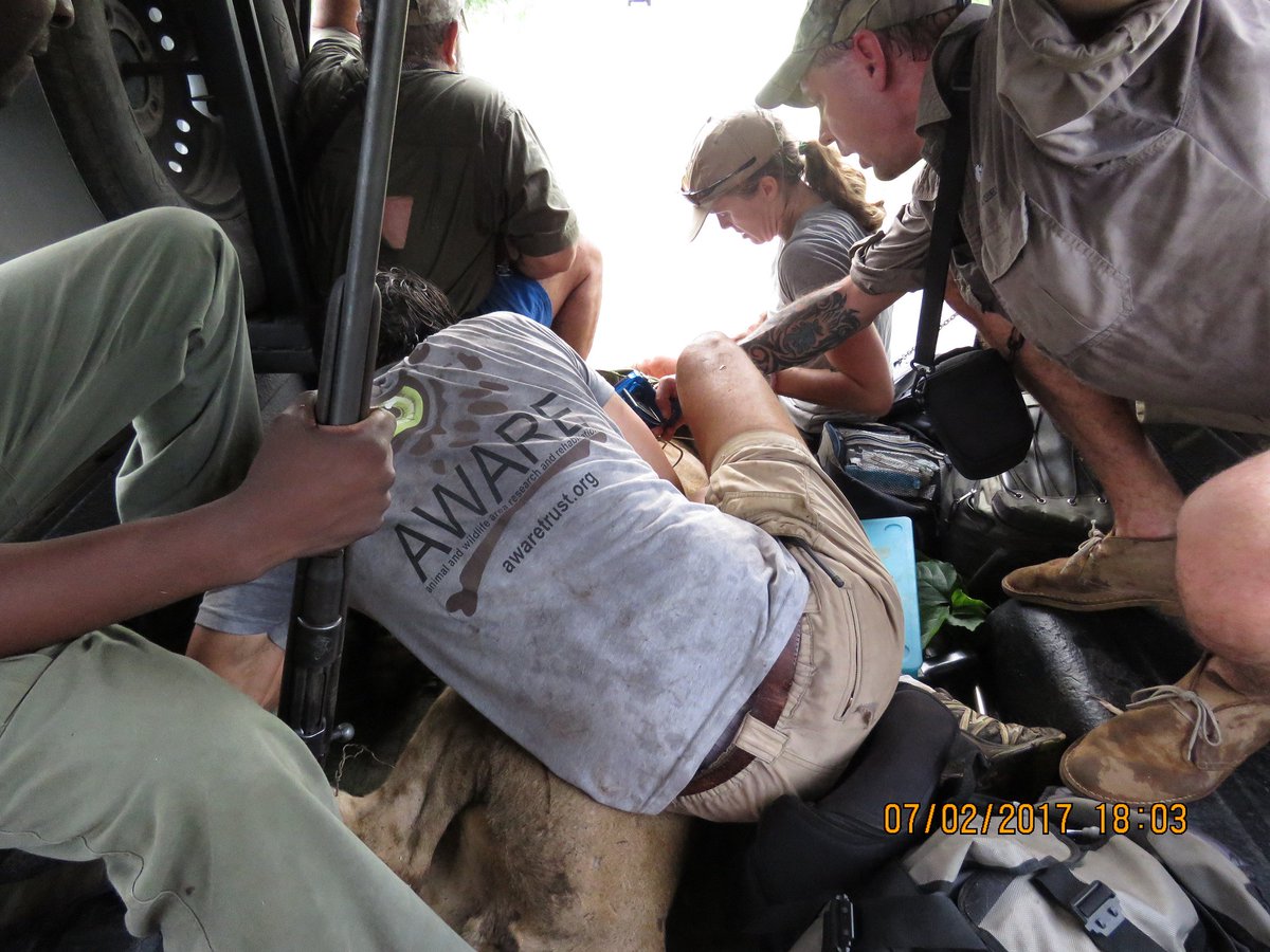 AWAREZimbabwe's tweet photo. Awesome coverage from @RightThisMinute
of @AWAREZimbabwe
dramatic snare removal from a young lion...volume UP!
https://t.co/vtY7Fx1X7U https://t.co/xwWpc7Wcy0