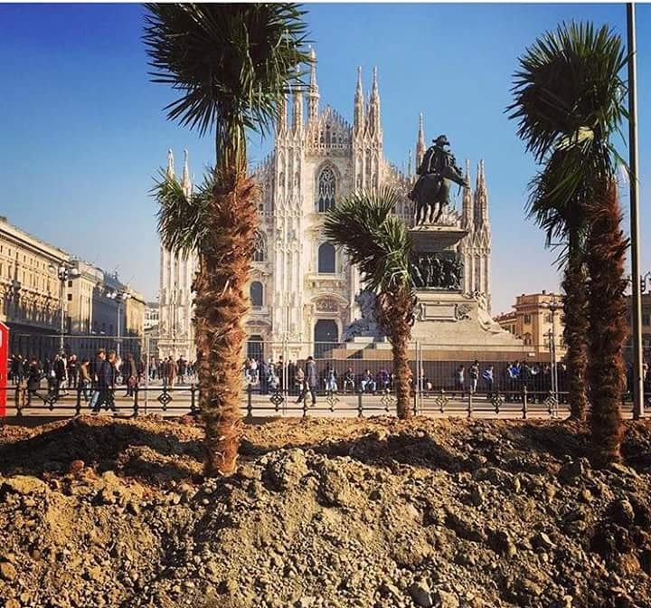 Anche Milano vive il sound sarremese: Occidentali's palma!😂 <a href="/frankgabbani/">Francesco Gabbani</a> coinvolge proprio tutti!🐒🌴#Francescogabbani #lascimmianudaballa