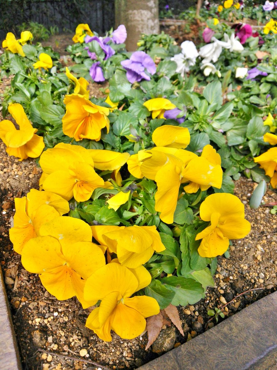 yoshinyosin's tweet photo. 🏞️🌲横浜郊外の小さな公園で🌳🏞️
🌼黄色が目立つパンジの花🌼
寒さで花弁が元気ないかなぁ。😞
#横浜 #郊外 #公園 #黄色 #目立つ #パンジ #花 #花弁 #flower #peark #Yokohama https://t.co/azm0AgCROw