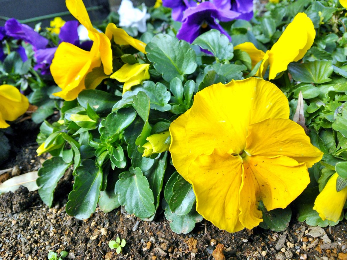 yoshinyosin's tweet photo. 🏞️🌲横浜郊外の小さな公園で🌳🏞️
🌼黄色が目立つパンジの花🌼
寒さで花弁が元気ないかなぁ。😞
#横浜 #郊外 #公園 #黄色 #目立つ #パンジ #花 #花弁 #flower #peark #Yokohama https://t.co/azm0AgCROw