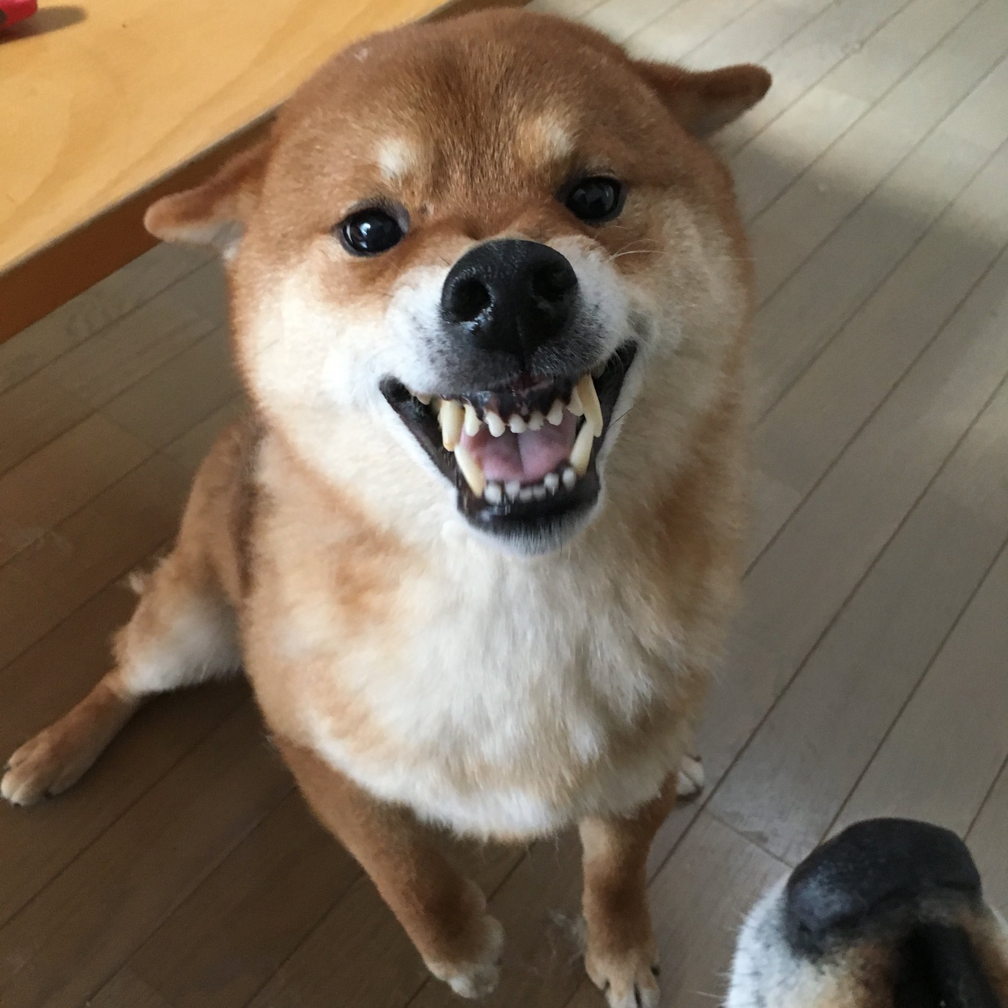 柴犬3兄弟ひなあおそら على تويتر うちの柴犬の怒った顔 怖くない 柴犬 Shiba