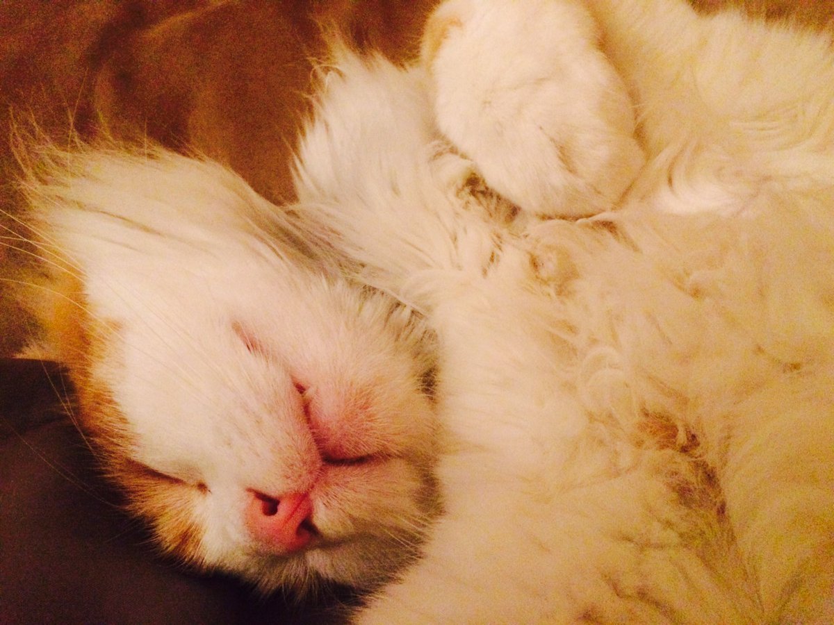 TheJuiceCat's tweet photo. #snaggletooth https://t.co/PAU3lVZSzx