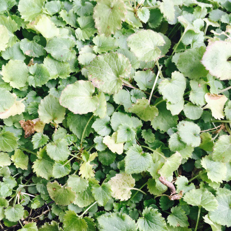 KALEO1988's tweet photo. Good morning. Feeling a lot better today ๐ hope everyone has a good weekend #campanula #bellflowe... via @gardentags https://t.co/7JkS7pkyOR