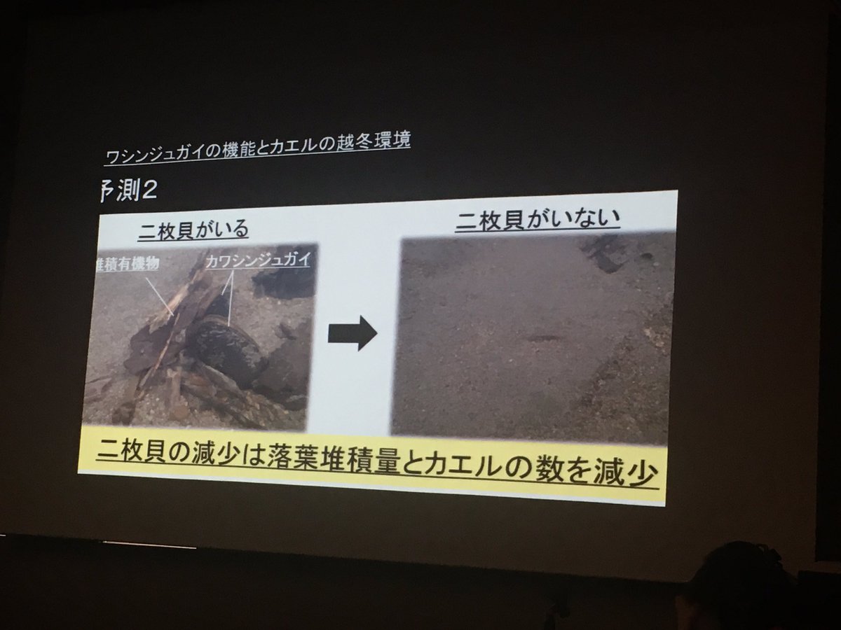 三浦さん「カワシンジュガイはエゾアカガエルの越冬地をつくる？」貝を除去する実験でカエルの動きを調べる。貝は落ち葉を捕捉して、カエルのすみか創出。
