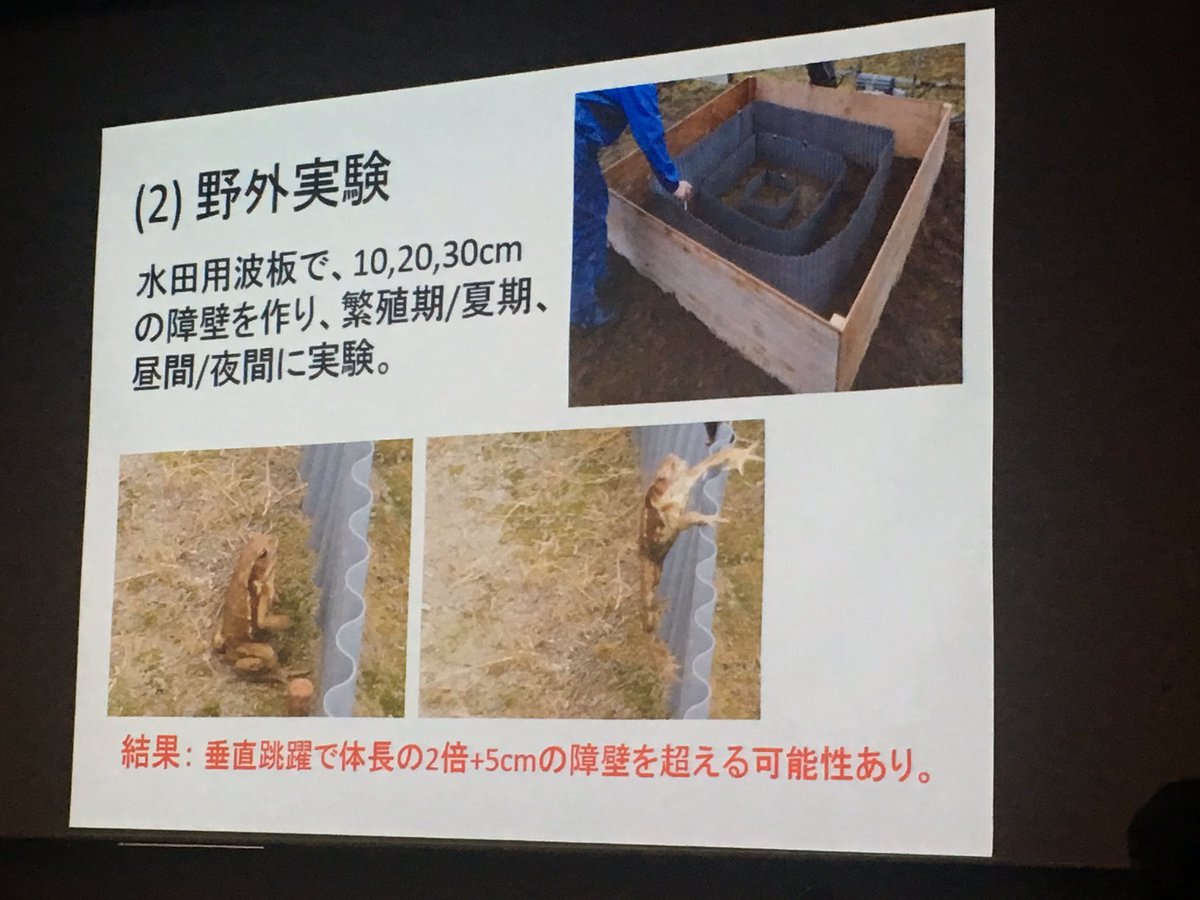 八谷さん「ヒキガエルの調査と一体化した駆除活動」深川市に広がった外来種ヒキガエルを効果的に捕獲しつつ、調査。