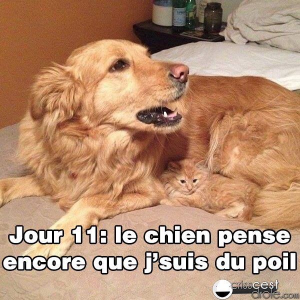 FrikiPets_FR's tweet photo. Trop mignonne #ChienChat https://t.co/QcbU43BbE2