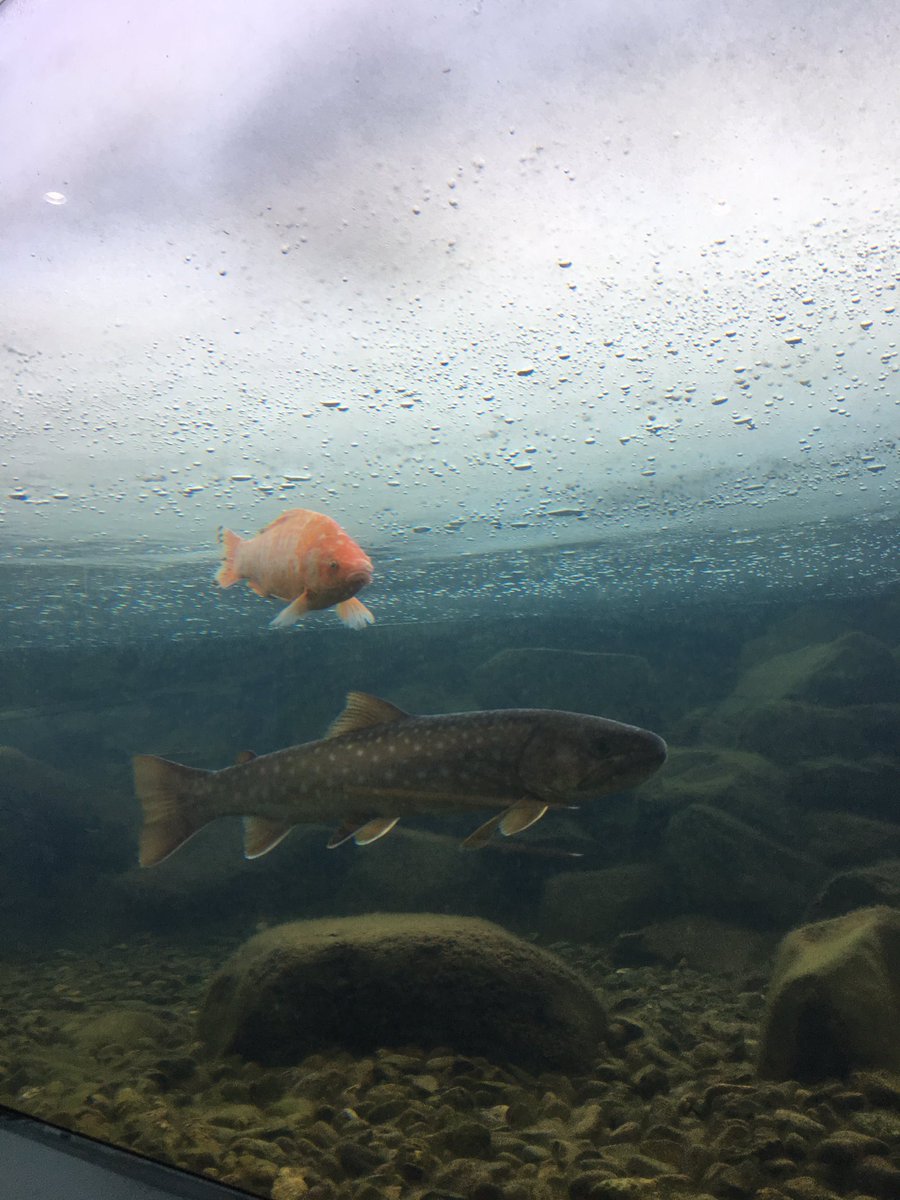 今日も薄いです、四季の水槽の氷….
氷が薄いおかげで水中照明がなくても日の光が入り、魚がはっきりと観察できます(*'ω'*)
昨日のツイートはフリ待ちじゃないです！ほんとです！！ふくかんちょー！！！｡ﾟ(ﾟ´ω`ﾟ)ﾟ｡

#北の大地の水族館
#暖かいけどー4度

(ミナミ)