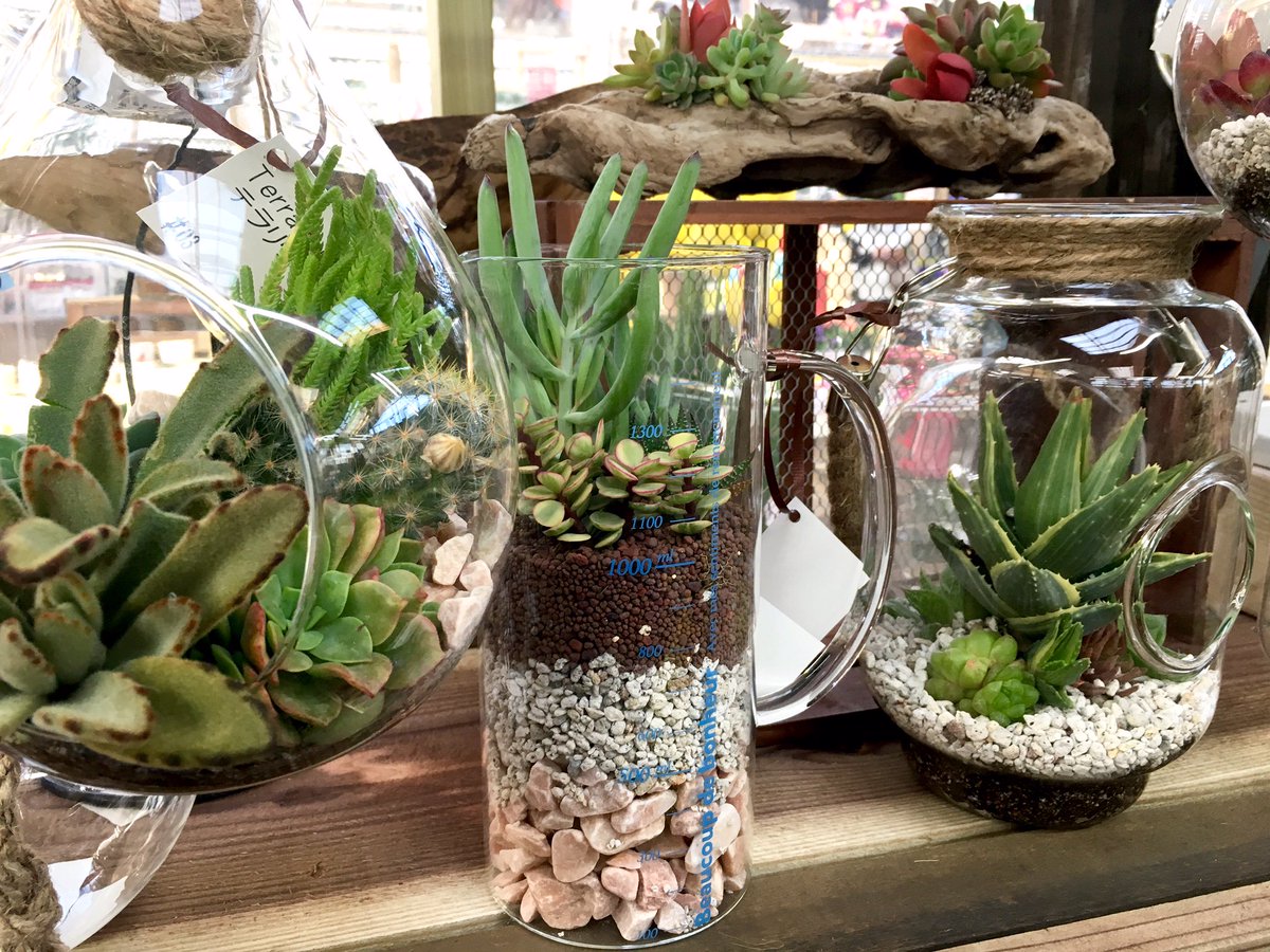 ジョイフル本田 ガーデンセンター على تويتر ガーデンセンター君津店です X 最近テラリウム推しらしいので がんばって多肉テラリウムをつくってみました 色々なガラス容器と多肉 サボテン苗をご用意しておりますので興味のある方はチャレンジしてみて