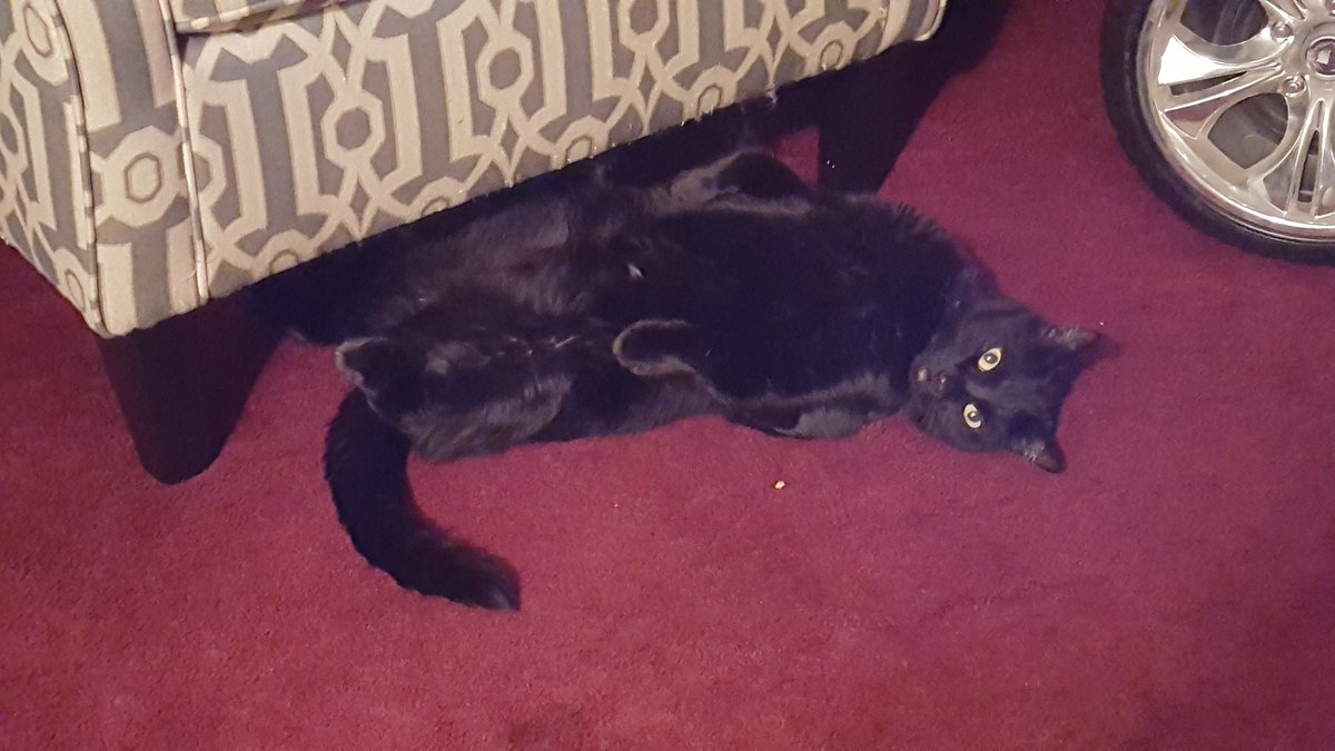 Riverready7's tweet photo. @erinmyers Hope your having a cozy warm night tonight... -Coco https://t.co/3zVN4JpQjT