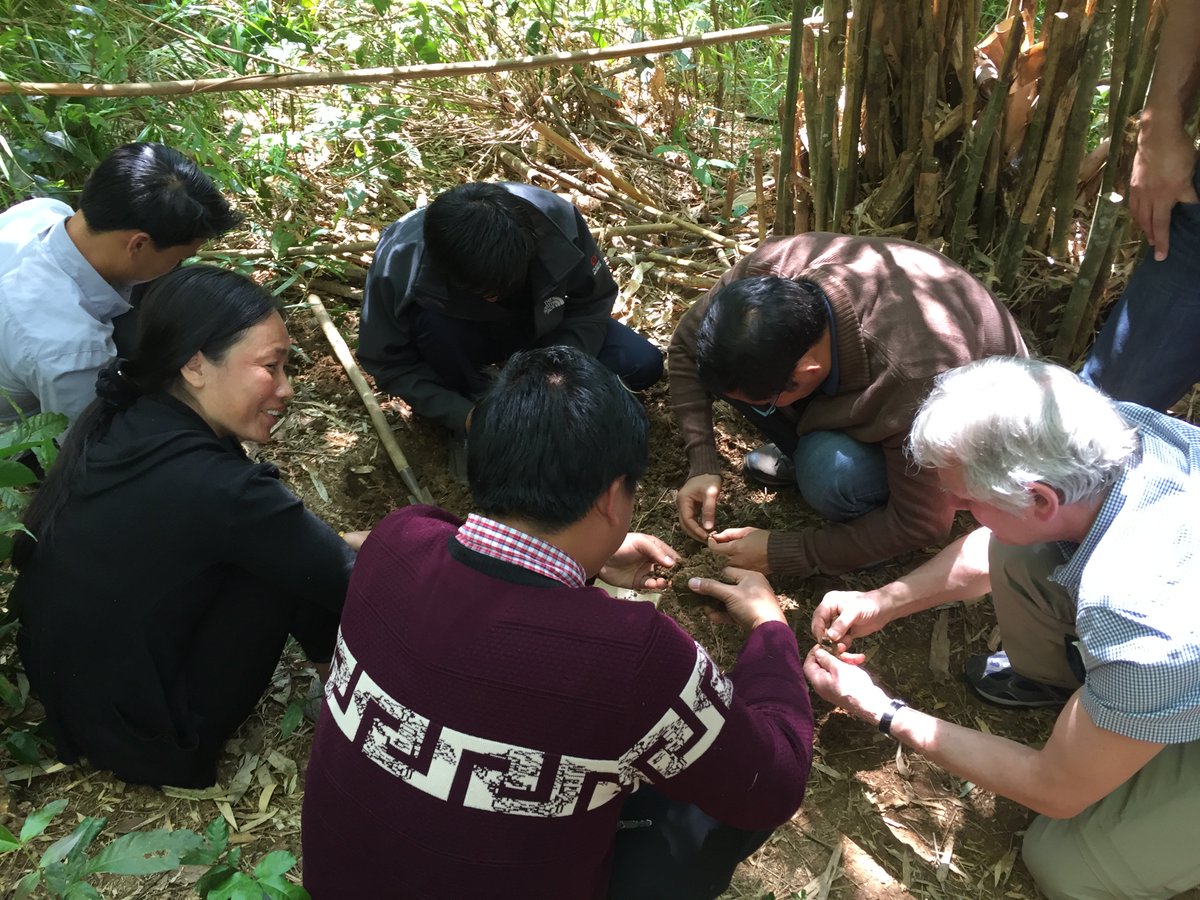 caschnu's tweet photo. Searching locust eggs in a bamboo thicket with trainees of the @mobile4D workshop in Viengkham, Laos. 

cc @capacity_lab https://t.co/gzjNFWAaBU