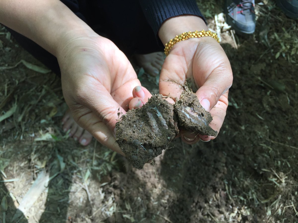 caschnu's tweet photo. Searching locust eggs in a bamboo thicket with trainees of the @mobile4D workshop in Viengkham, Laos. 

cc @capacity_lab https://t.co/gzjNFWAaBU