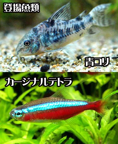 ばん در توییتر コリドラス 通称 青コリ ってどじょうみたいに砂をモフモフする魚が卵を産んでいたんだ それを見つけた時に卵のそばに居た カージナルテトラが卵を思いっきりつついていた それに驚き急いで卵を別の水槽に移してる 何個か僕が卵を潰したのは秘密です