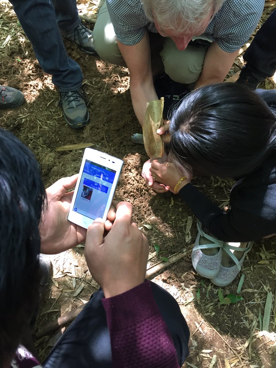 caschnu's tweet photo. Local district official reporting locust eggs through @mobile4D’s locust module during a workshop in Viengkham, Laos. 

cc @capacity_lab https://t.co/o6tJKgnRHC