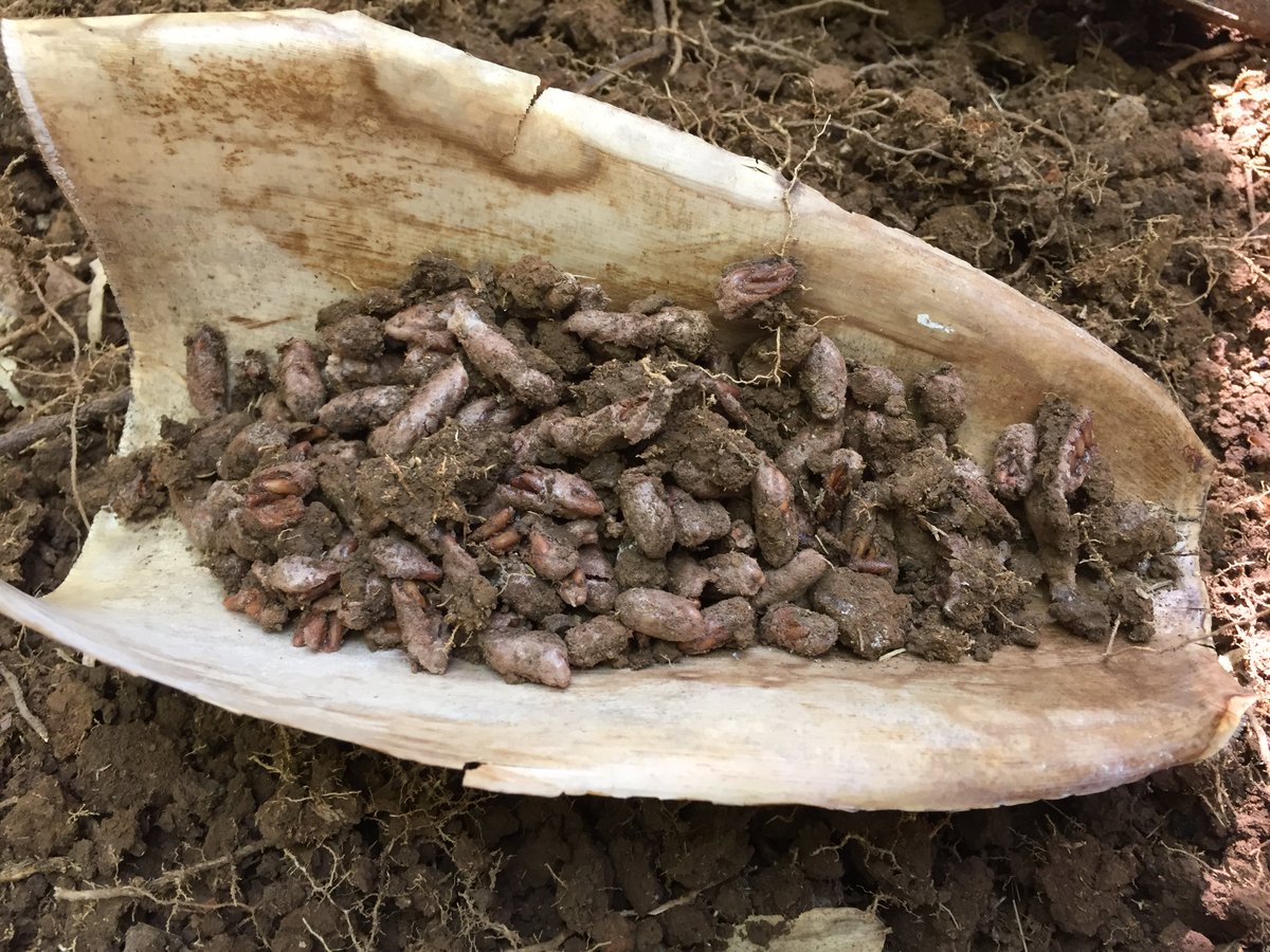 caschnu's tweet photo. Locus eggs found in approximately half squaremeter in A bamboo field in Viengkham, Laos during a @mobile4D workshop. https://t.co/w7gayFmYI9