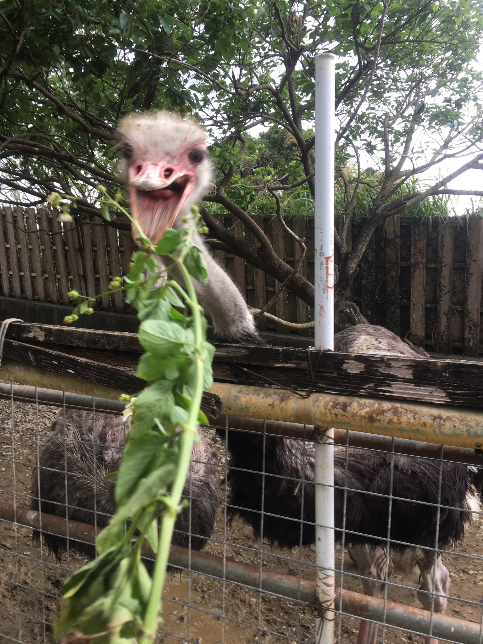 偶数 ダチョウランドはなんといってもダチョウに乗れる おじさんから出されるポーズの指定を無事クリアしよう 難易度のダチョウの首に抱きつくポーズは突かれる危険性があるから気をつけて 突かれた 餌もやれるよ 結構怖い T Co O66pmq87c2
