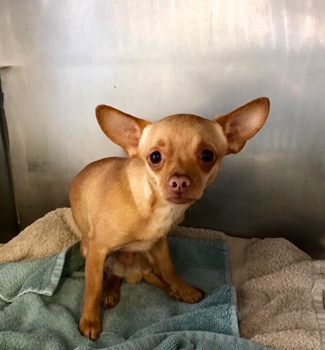 pupaid's tweet photo. Family pet one minute, abandoned &amp; confused the next. Visit your local rescue shelter today &amp; save a life :) #adopt https://t.co/2D64PpL5vz