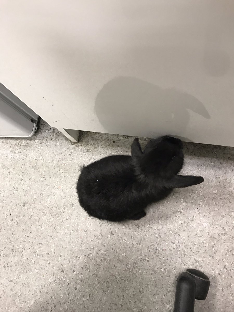 scamperingpup's tweet photo. My lunch date today at work 😍 https://t.co/58OSSSt271