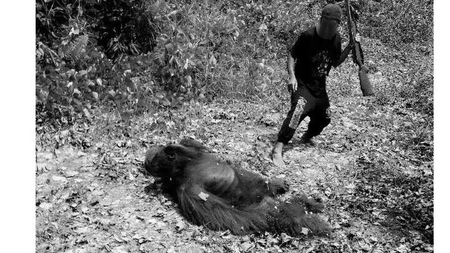 detikcom's tweet photo. Orangutan Tak Menyerang Manusia, Mengapa Ada yang Tega Membunuh? https://t.co/8PX1AmsrzQ https://t.co/QdhIMZnIM5