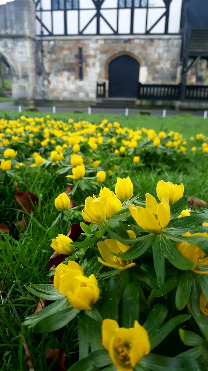 No21York's tweet photo. Morning walks with Andrea and Nate.
Spring is springing - snowdrops, buttercups & tulips
#AmazingYork #StMarysAbbey #York #Spring #VisitYork https://t.co/y6Hu0xjXDE