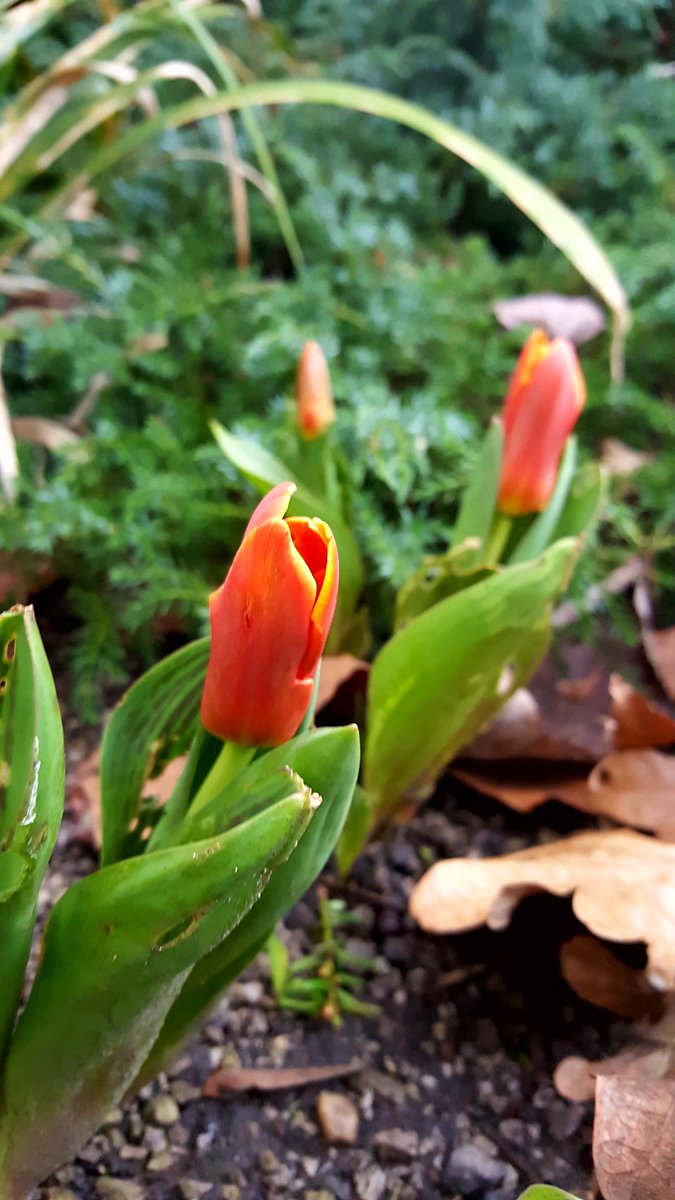 No21York's tweet photo. Morning walks with Andrea and Nate.
Spring is springing - snowdrops, buttercups & tulips
#AmazingYork #StMarysAbbey #York #Spring #VisitYork https://t.co/y6Hu0xjXDE