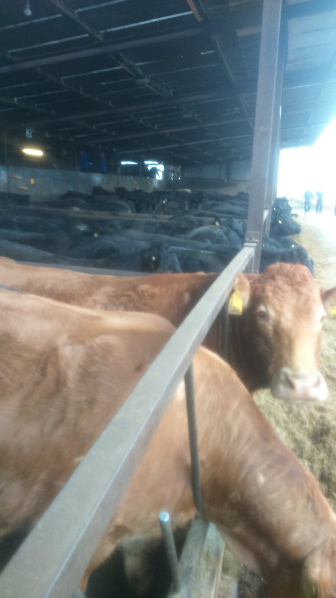 Sheskinshulelims (@limbreeder) on Twitter photo 