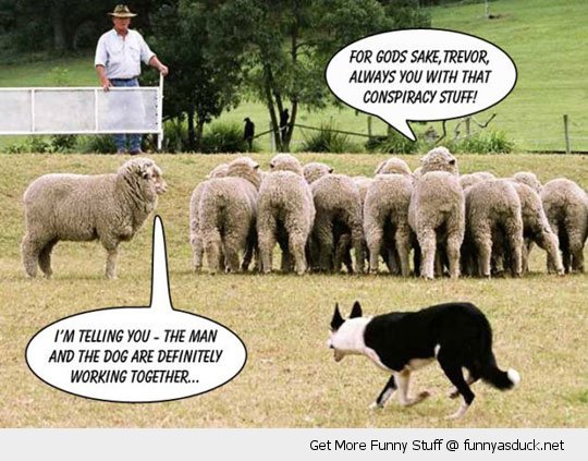 #funny #sheep #sheepfarming #sheepdog #sheepdogs #farming #farmers #farms #farmingjokes #farming247 #farming365