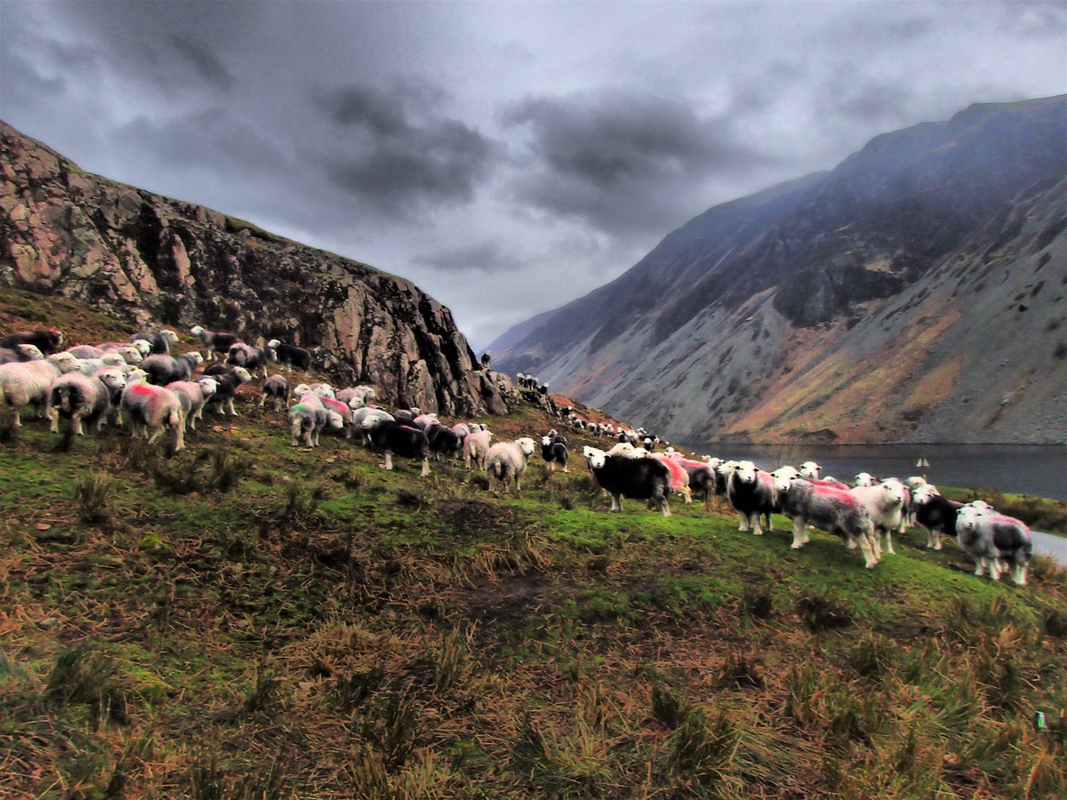 Wainwrights_In_'s tweet photo. Wonders of #Wasdale as the day heads to an end the #herdwicks flock to the sheltered area at the beginning of the #Wastwater. #NotJustLakes https://t.co/37KoVjRqkj
