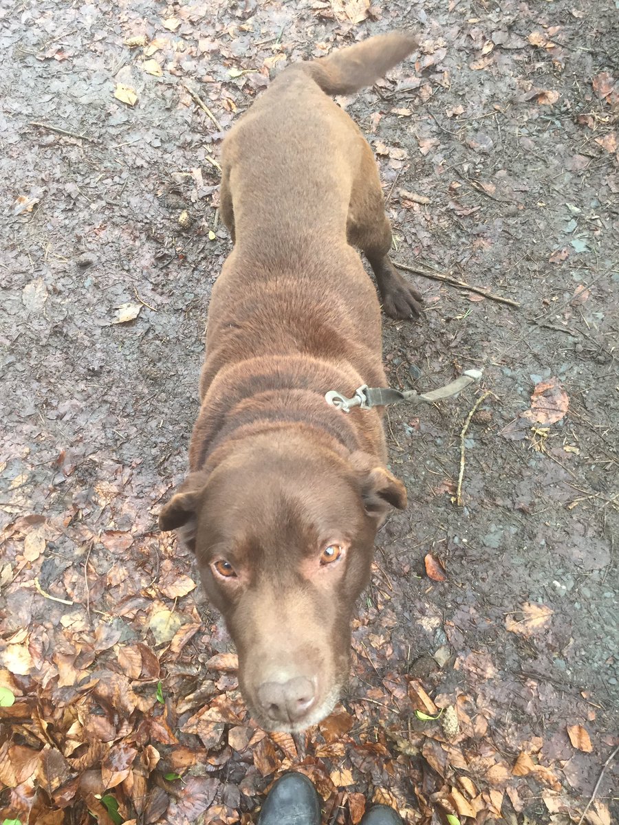 #lostdog . Found #killyleagh road #Downpatrick today. #chocolatelab #male #friendly! Nearly got ran over by a lorry! Contact me.