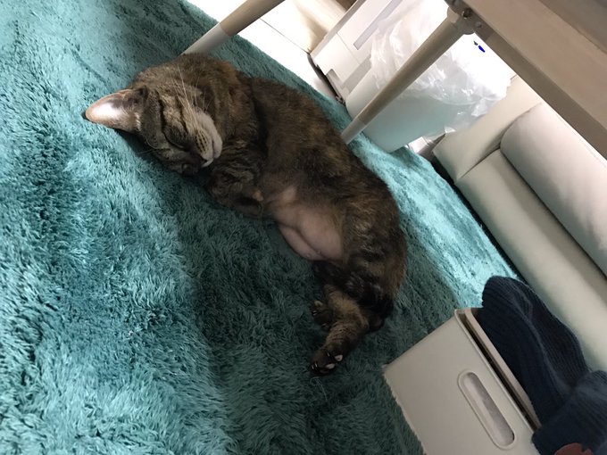 デブ猫のtwitterイラスト検索結果 古い順