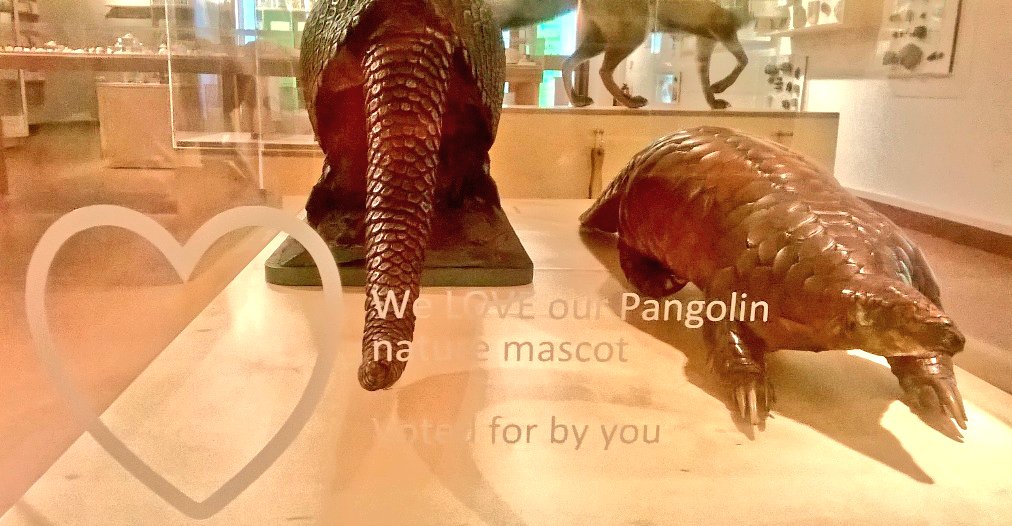 today is all about the #pangolin. Drop into <a href="/derbymuseums/">Derby Museums</a> for brilliant day of activity #worldpangolinday #museumMascot #protect