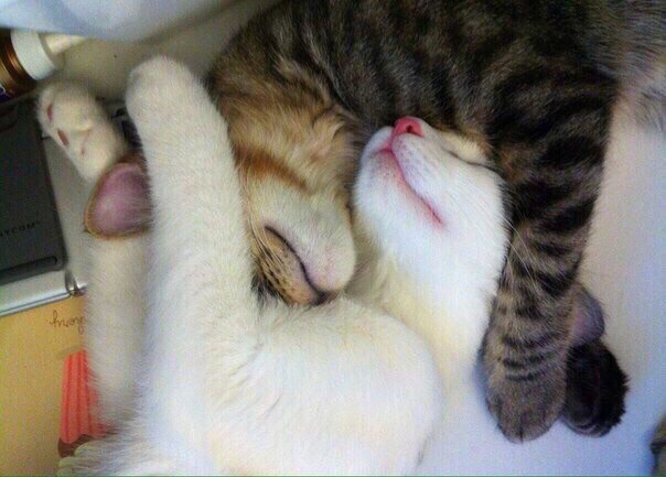 vasermanpaul's tweet photo. #любовь кусается, ее #укусы не заживают https://t.co/JdKjdOhUdj