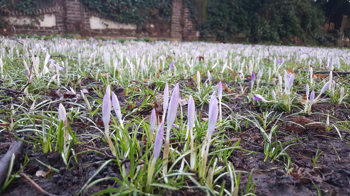 MichaelHamelusz's tweet photo. spring has arrived https://t.co/XIMiL1mIzB