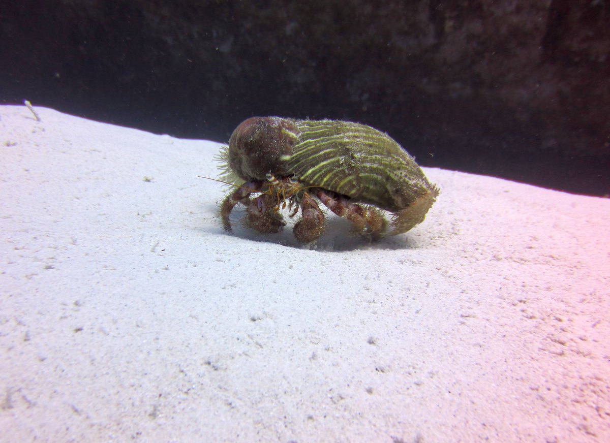 scubawhere's tweet photo. Can you name this? shot by New Dimension Scuba (NDS) Malta #malta #scuba #diving #scubadiving #ndsmalta #scubawhere #reservationsmadesimple https://t.co/39yFnxOUuF
