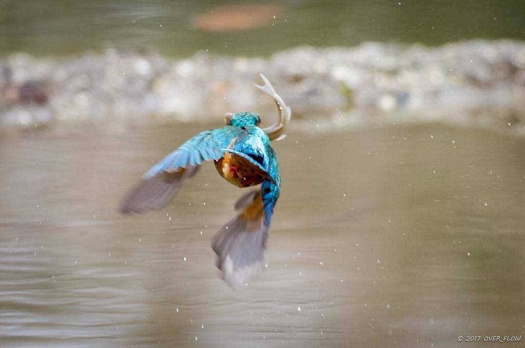 OVER_FLOW911's tweet photo. 今日のカワセミ。
後ろ姿しか撮れず。。。 ・
CAMERA：PENTAX K-3 LENS：PENTAX DA☆300mm F4 ED [IF] SDM

#カワセミ #kingf… https://t.co/ar7lfVwFut https://t.co/MZ0VFyVxu5