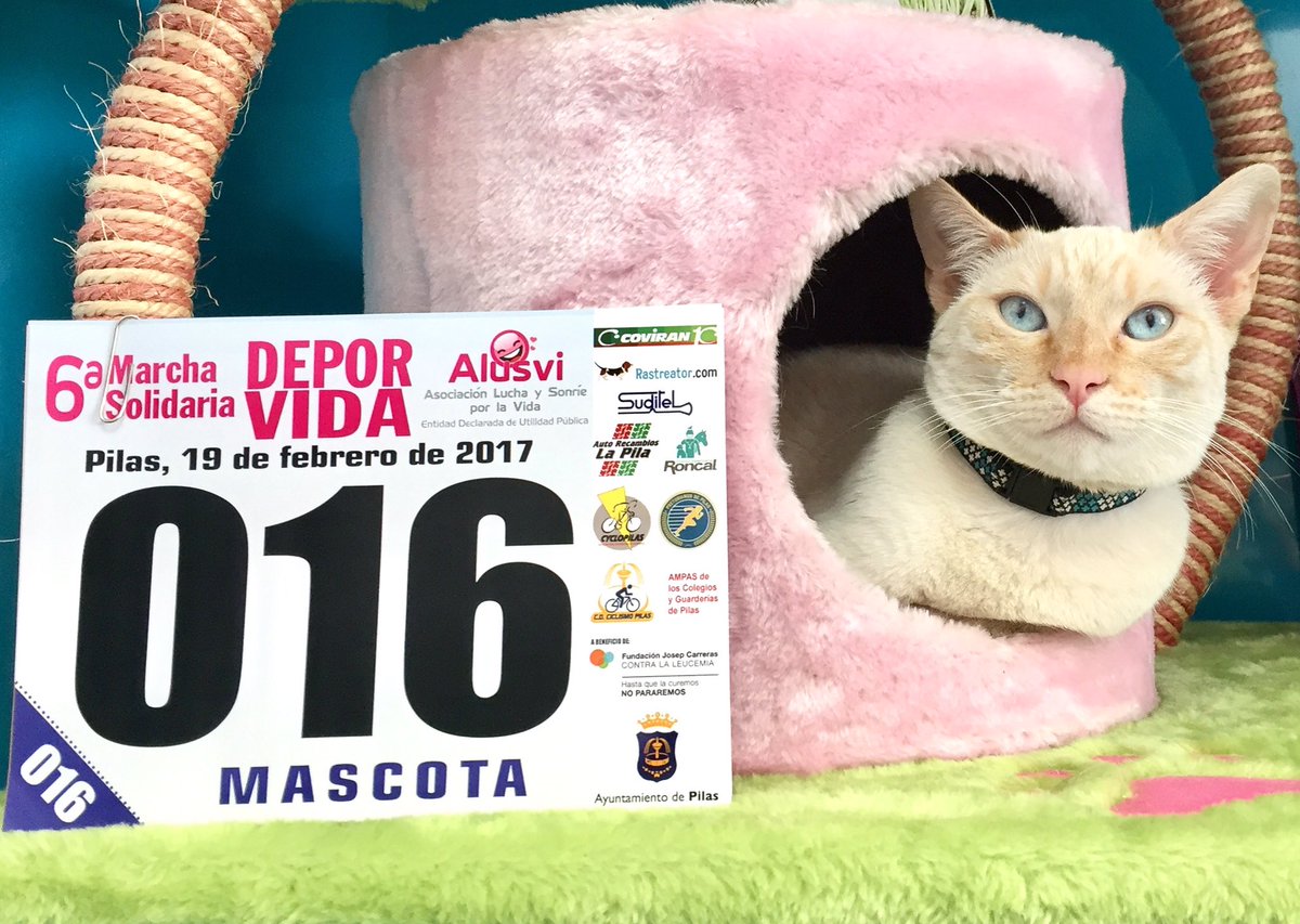 CVRONCALPILAS's tweet photo. Os esperamos a todos en la sexta #marchacontraelcancer .
Quillo ya tiene su dorsal ¿y tú, ya tienes el tuyo?
#pilassolidaria
#ALUSVI https://t.co/0Dfyp7uL5V