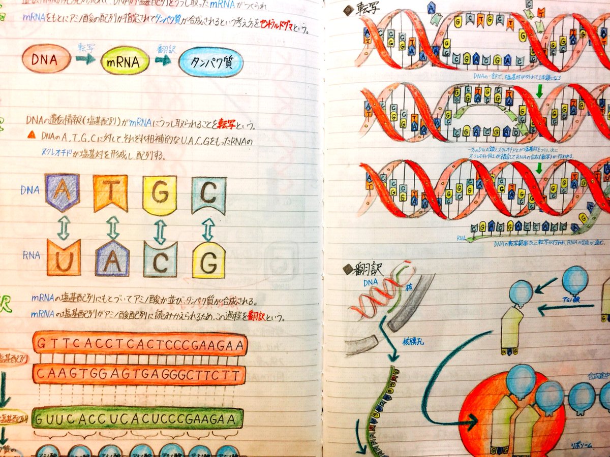 当時高1の少年がまとめた生物基礎のノートのクオリティがやばい