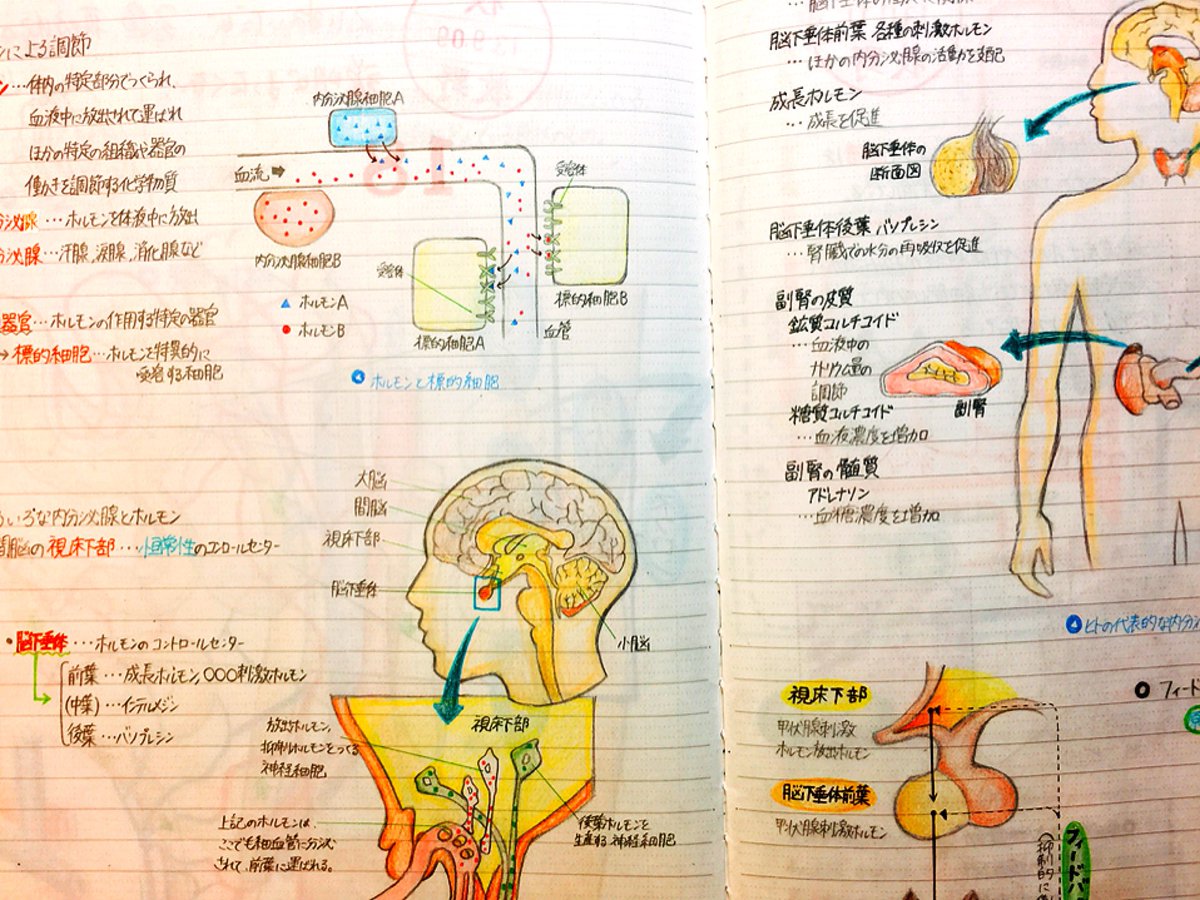 当時高1の少年がまとめた生物基礎のノートのクオリティがやばい