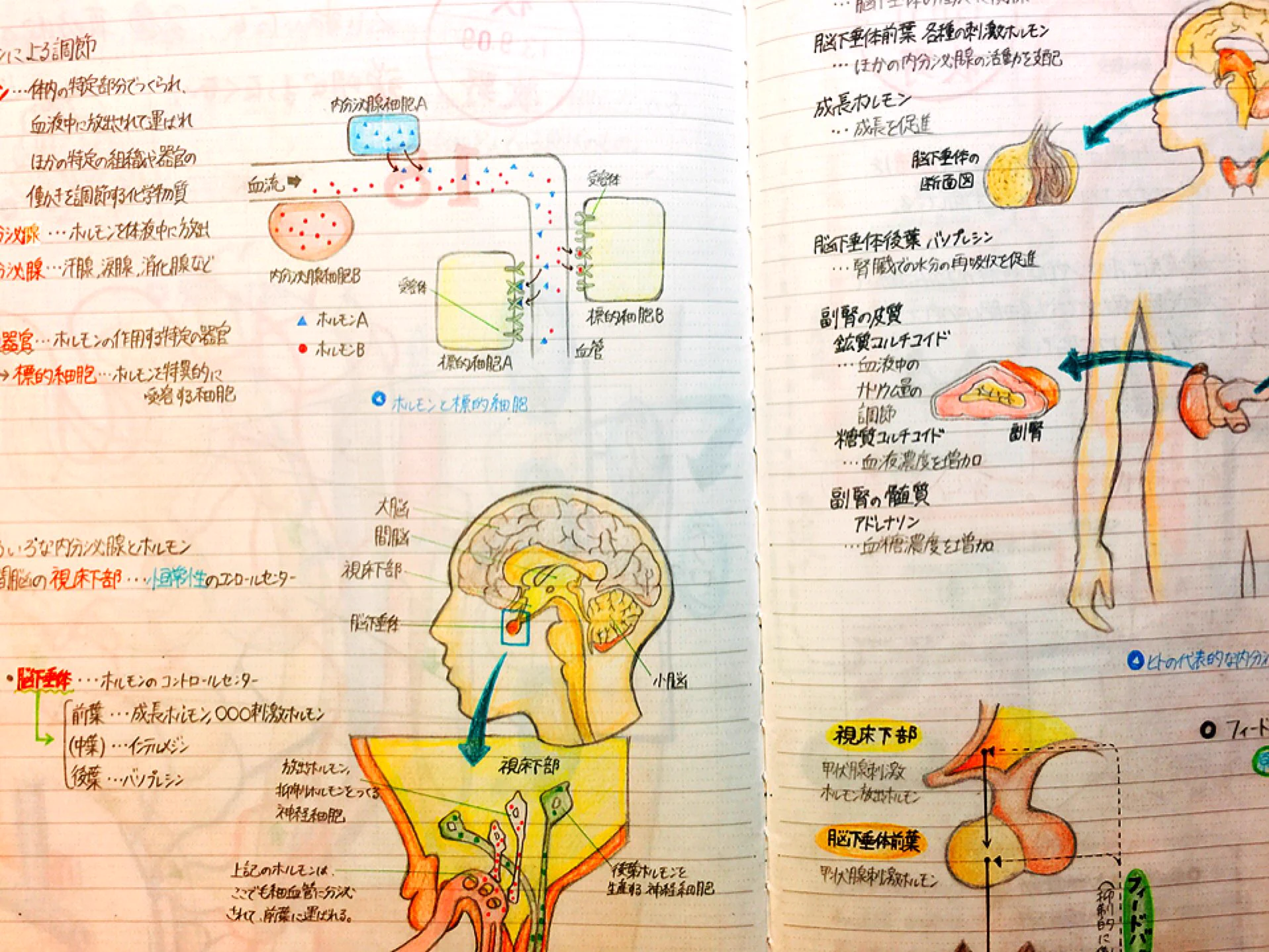 どれだけ時間かかったの？高1の時のノートのクオリティが高すぎるｗｗｗ