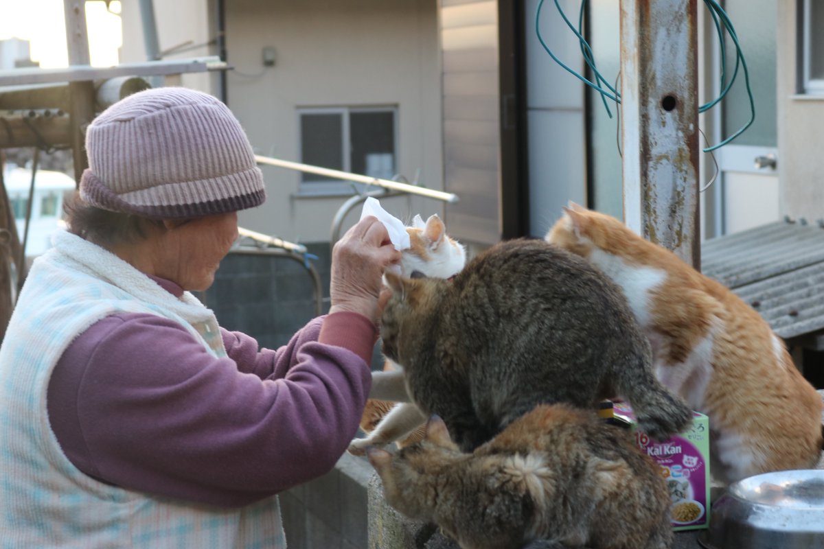 猫の島 青島 猫の会長さんが毎日 子猫や猫に目薬をさしたり 塗ったりしています 猫たちの目やにをふいています 目の病気にかからないよう注意をしています