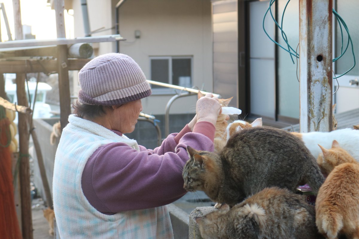 猫の島 青島 猫の会長さんが毎日 子猫や猫に目薬をさしたり 塗ったりしています 猫たちの目やにをふいています 目の病気にかからないよう注意をしています