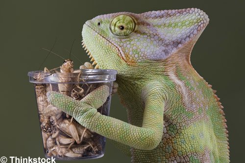 PadsandPaws's tweet photo. Due to popular demand, we will once again, be stocking reptile live foods! https://t.co/qUeWzW9I5r