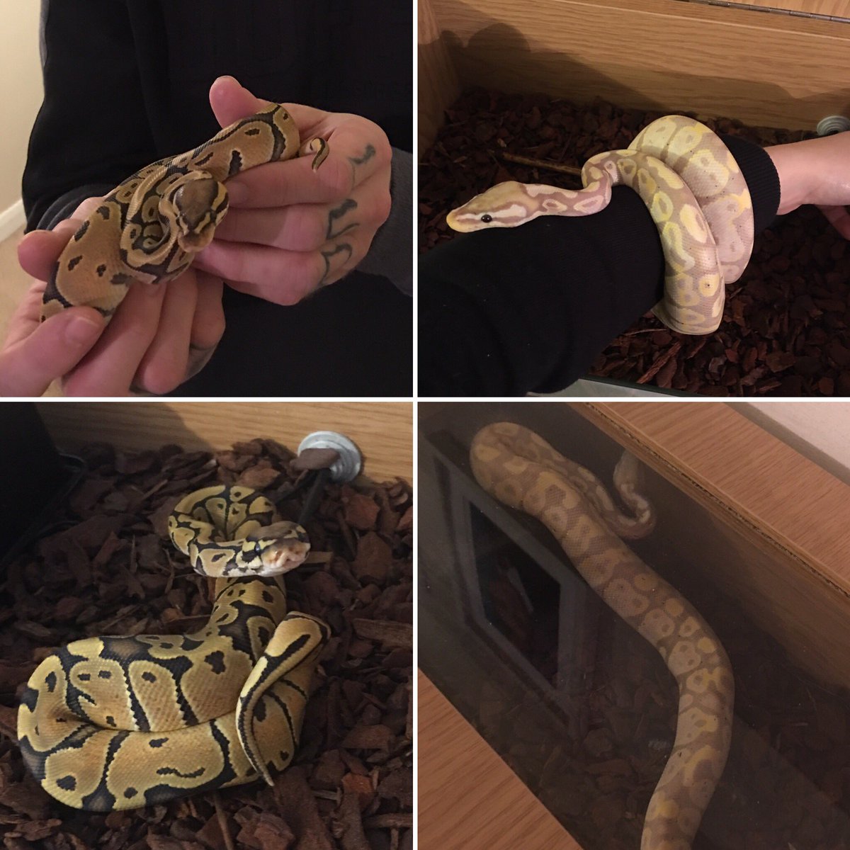 cleggsgym's tweet photo. My early birthday present from my special lady @Coach_M_C 

Male and female royal pythons https://t.co/PDkxcfS6cJ