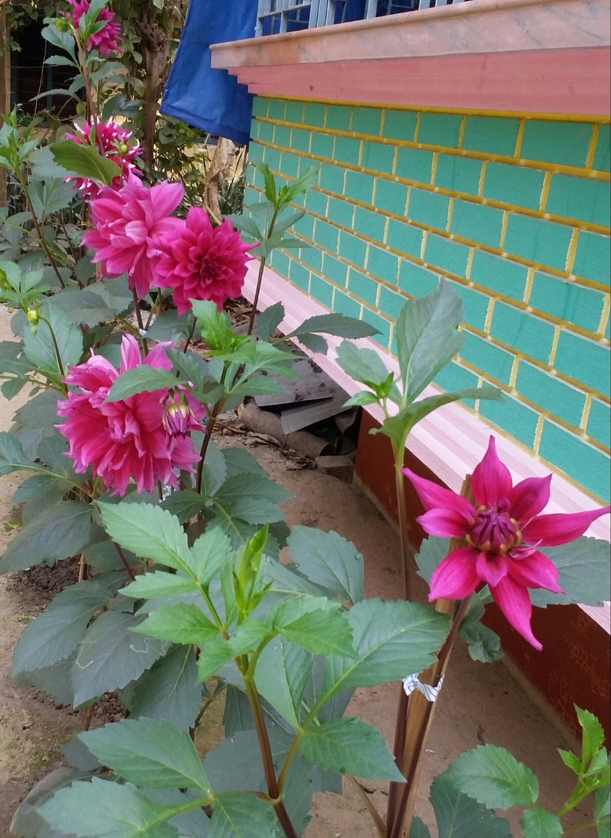 manika_biswas's tweet photo. My garden's flowers💐 https://t.co/r6PoNLlvBI