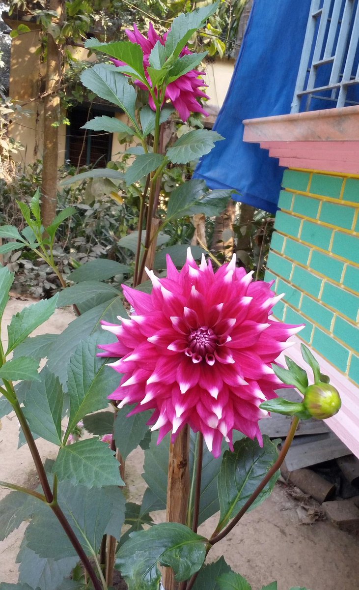 manika_biswas's tweet photo. My garden's flowers💐 https://t.co/r6PoNLlvBI