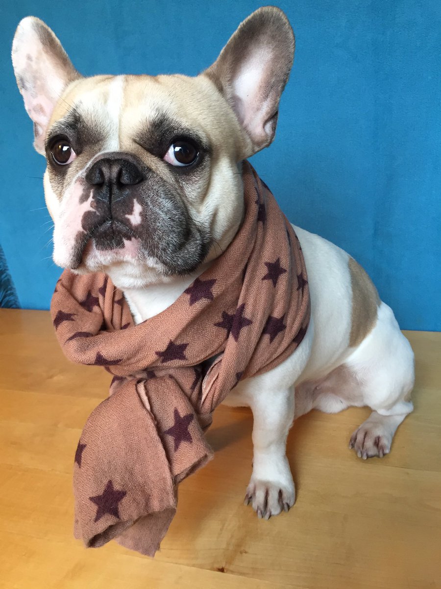 GaspardFrenchie's tweet photo. @loaf_bakery Can't get enough of all those tantalising smells in your shop… I luuurve to buy treats from you guys! #saturdaymorning https://t.co/Sq87cXq3mt