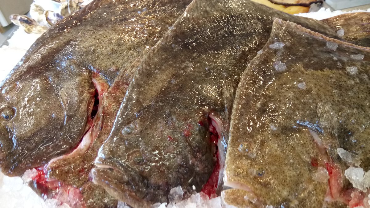 mackerel_boy's tweet photo. Stonking trio of Felixstowe turbot and some beautiful skate + Dover landed last night.. #localfish #dayboat #quality https://t.co/ODbSobBX8d
