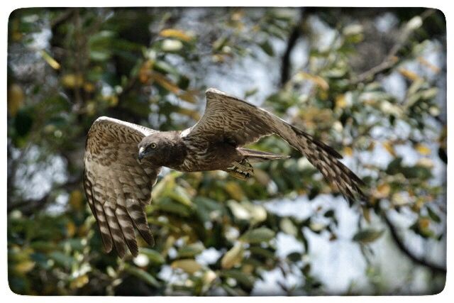 SableSands's tweet photo. We ❤Birding and capturing their beauty along rivers &amp; in da Bush! #Travel2Zimbabwe #birding #safaris #SableSands #wildlifephotography #birds https://t.co/ykKPs2eeDg
